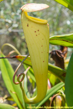 pitcher plant